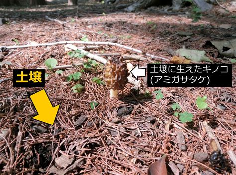 一次遷移|生物基礎：遷移の分類、一次遷移 (裸地～陰樹林)の過程 